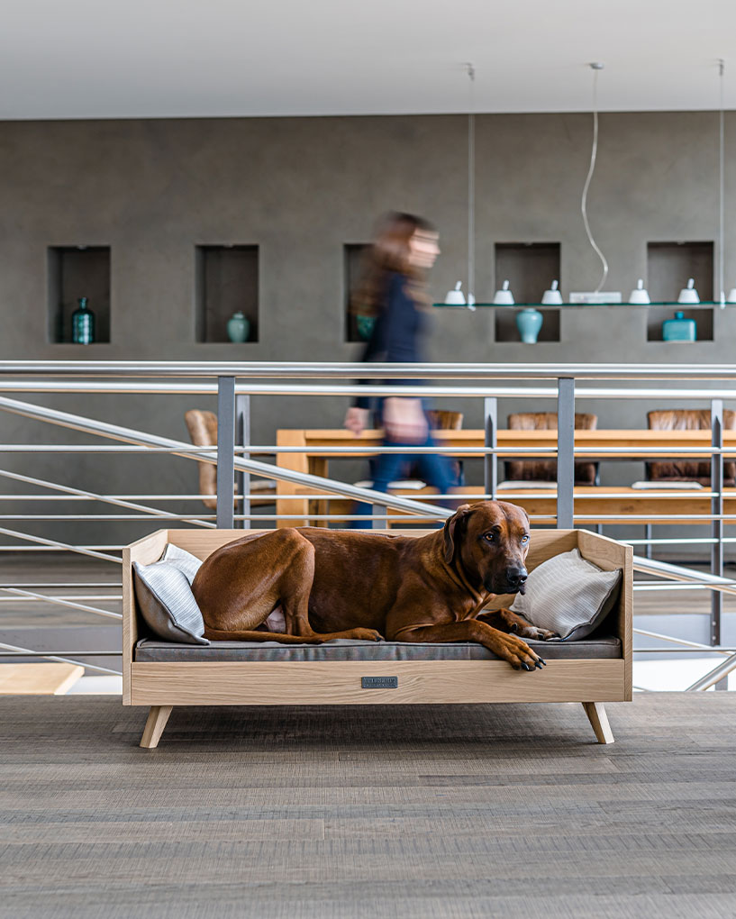 Hund liegt auf einem Holzbett mit Kissen in einem modernen Innenraum; im Hintergrund unscharfe Person im Vorbeigehen und Regale mit Vasen.